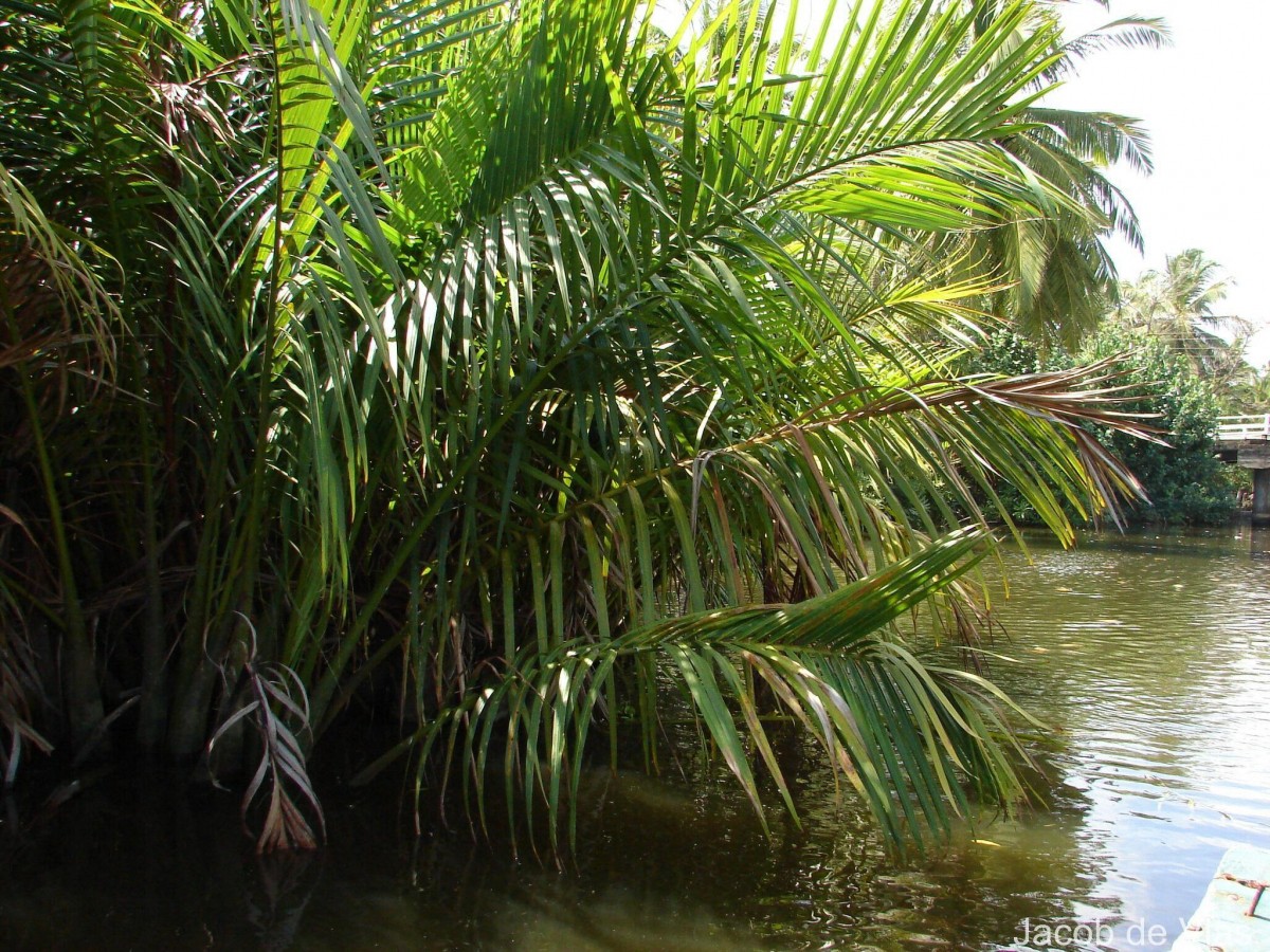 Nypa fruticans Wurmb